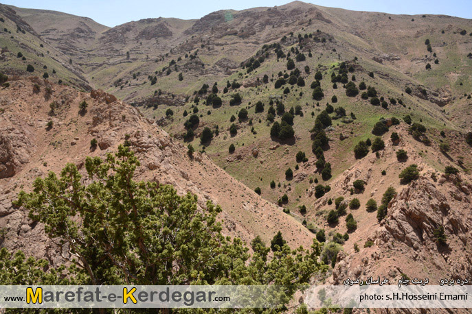 جنگل های استان خراسان رضوی جنگل های استان خراسان رضوی