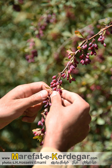 زرشک کوهی