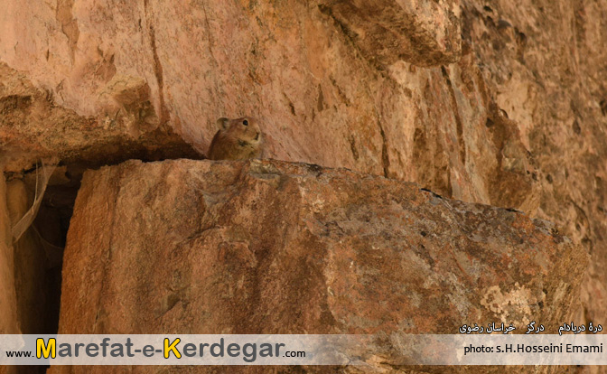 موش صحرایی موش صحرایی ایران