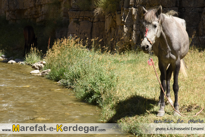 اسب خراسان اسب خراسان