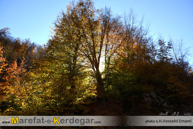 جنگل های استان گلستان جنگل های استان گلستان