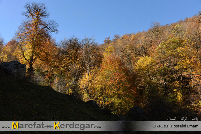 جنگل های استان گلستان جنگل های استان گلستان