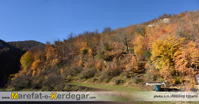 جنگل زیارت جنگل زیارت