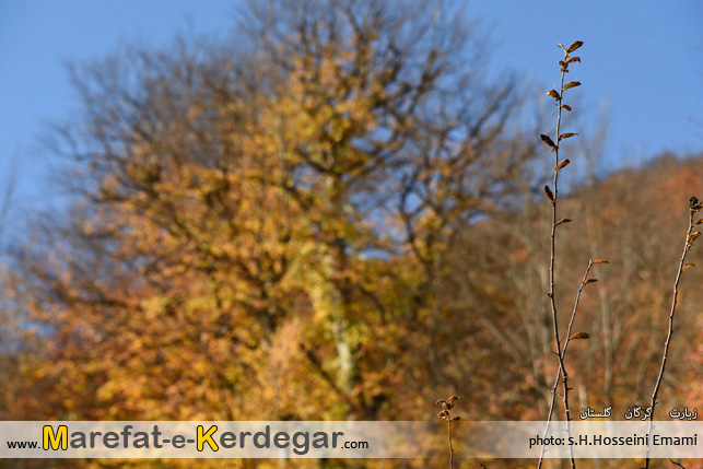 جنگل های شمال جنگل های شمال