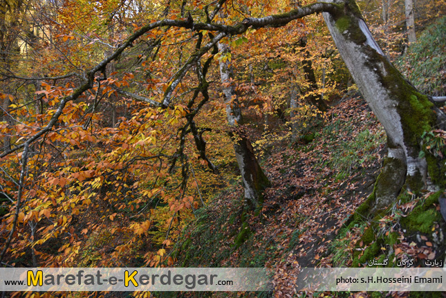 جنگل های ایران جنگل های ایران