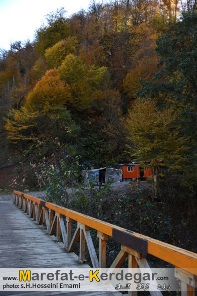 جنگل زیارت جنگل زیارت