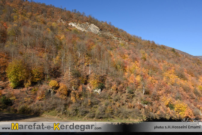 جنگل زیارت جنگل زیارت