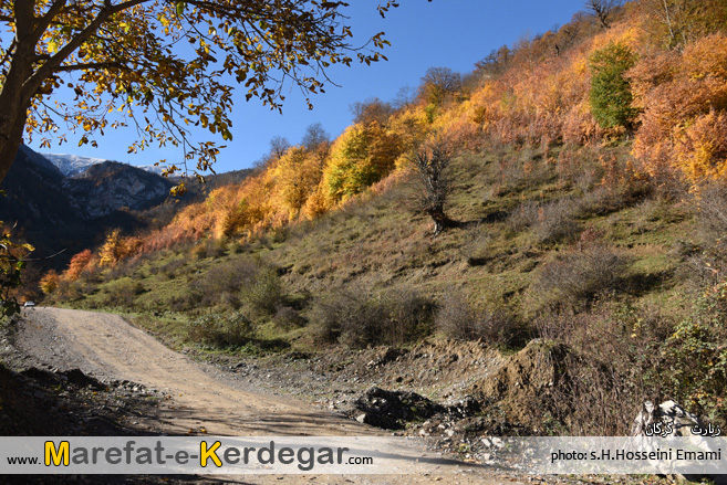 پاییز جنگل پاییز جنگل