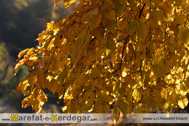 فصل پاییز فصل پاییز