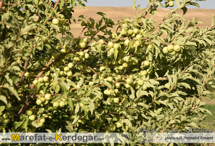 محصولات ایجرود محصولات ایجرود