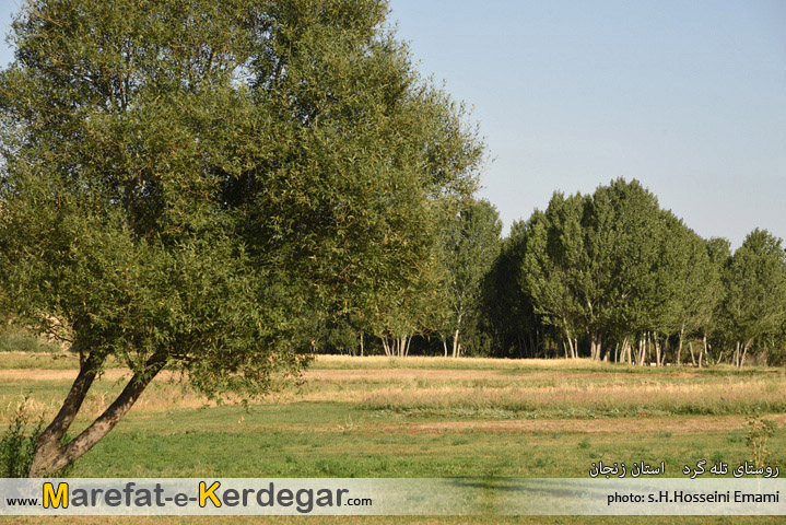 تله گرد تله گرد