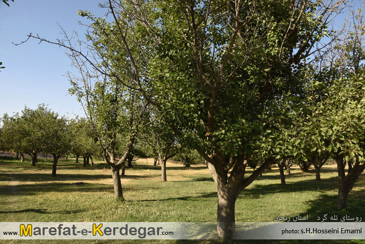 روستای تله گرد روستای تله گرد