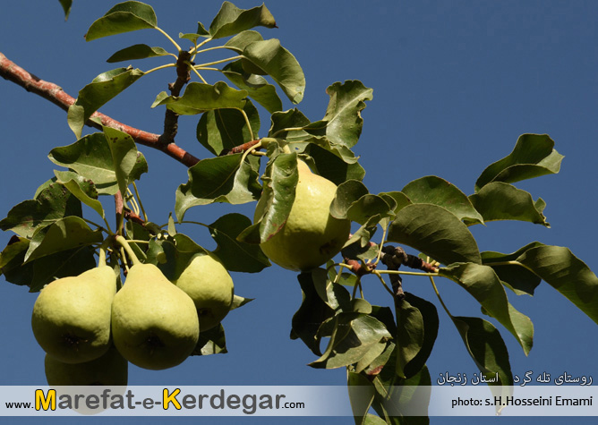 گلابی ایجرود گلابی ایجرود