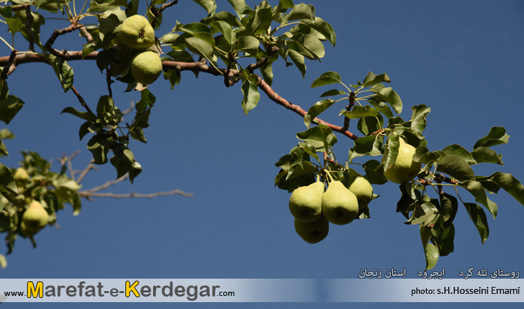 گلابی ایجرود گلابی ایجرود