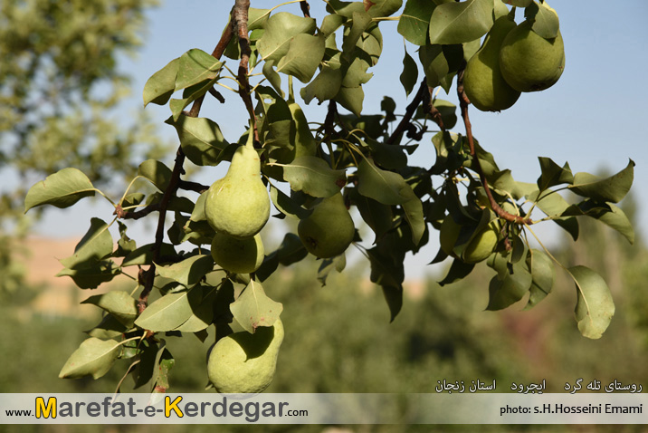 گلابی ایجرود گلابی ایجرود