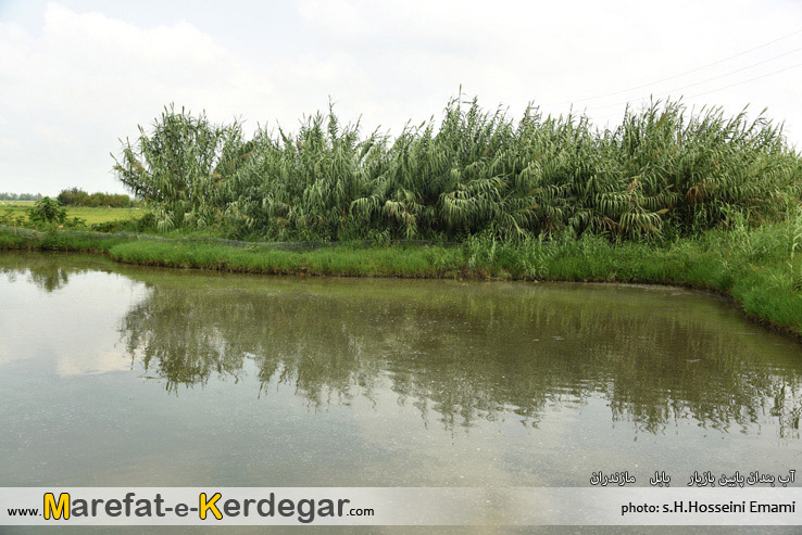 روستای پایین بازیار روستای پایین بازیار