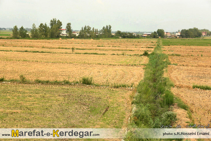 ایستگاه تحقیقات شالیزار گلدشت ایستگاه تحقیقات شالیزار گلدشت