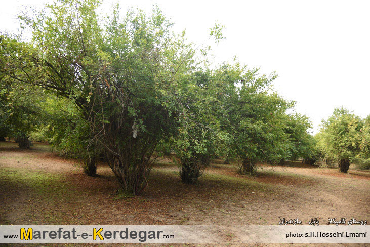 روستای کامیکلا روستای کامیکلا