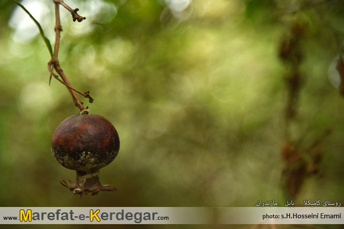 باغات انار بابل باغات انار بابل