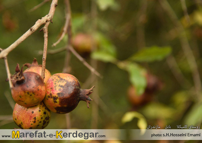 انار بابل انار بابل