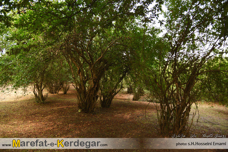 طبیعت بابل طبیعت بابل