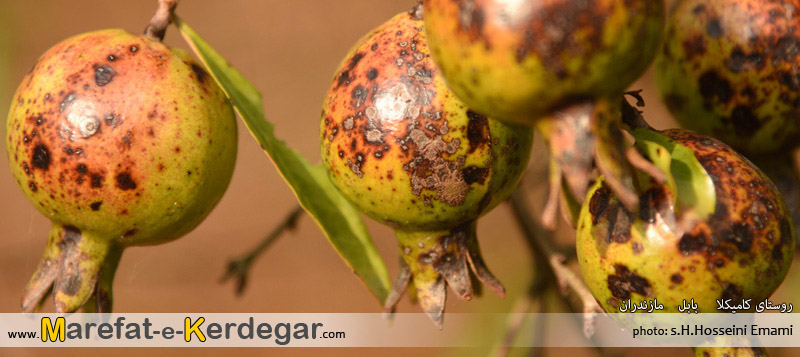 انار بابل انار بابل