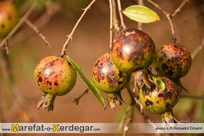 انار بابل انار بابل