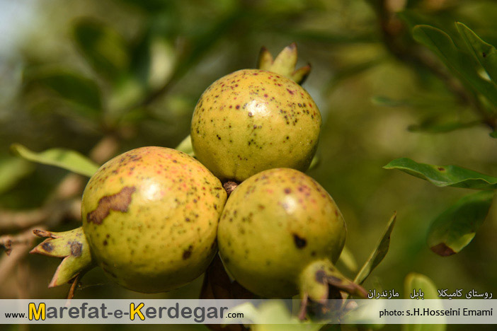 انار مازندران انار مازندران