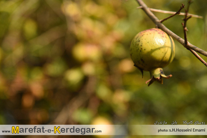 انار مازندران انار مازندران