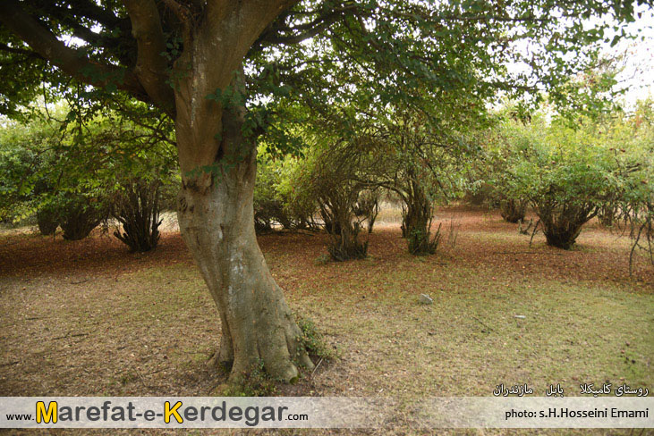 روستای کامیکلا روستای کامیکلا