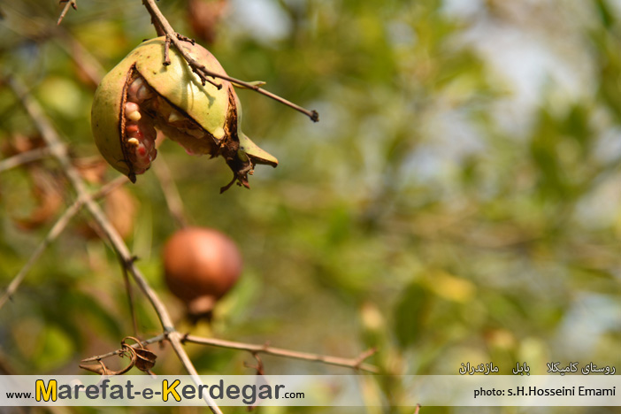 انار مازندران انار مازندران