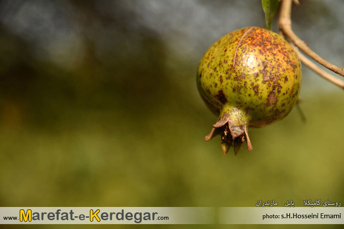 جاذبه های طبیعی بابل جاذبه های طبیعی بابل