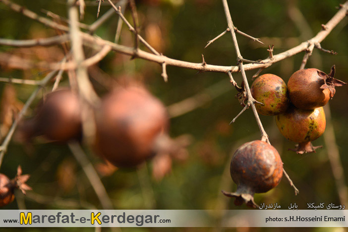 جاذبه های طبیعی بابل جاذبه های طبیعی بابل