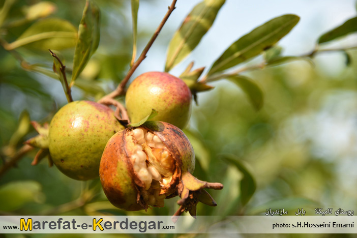 انار ترک خورده انار ترک خورده