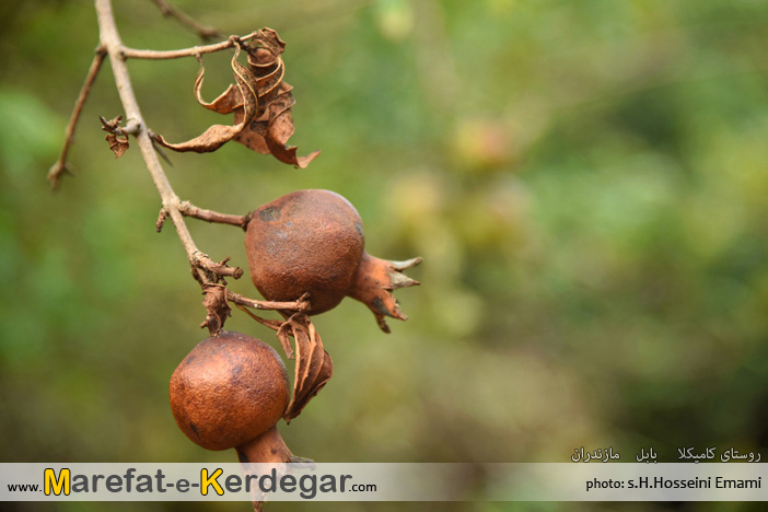 دیدنی های بابل دیدنی های بابل