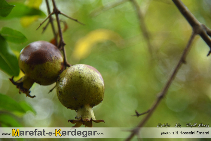 دیدنی های بابل دیدنی های بابل