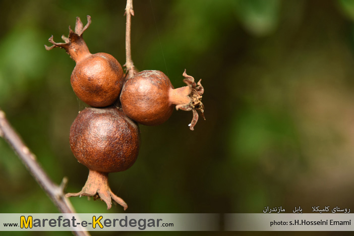 دیدنی های بابل دیدنی های بابل