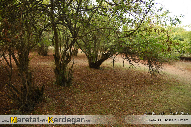 روستای کامیکلا روستای کامیکلا