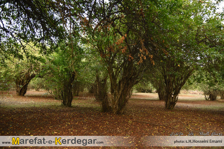 گردشگری بابل گردشگری بابل