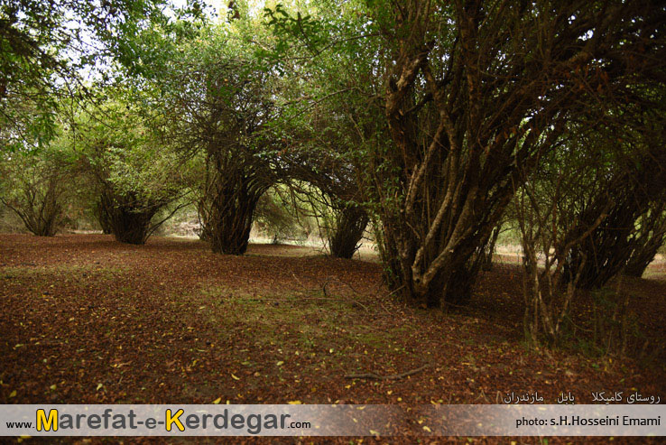 گردشگری بابل گردشگری بابل