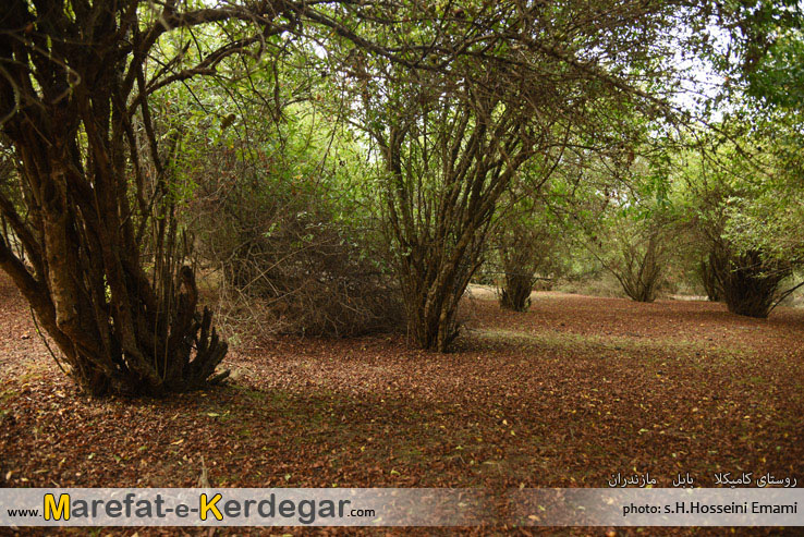 گردشگری بابل گردشگری بابل