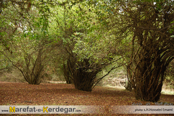 باغات انار باغات انار