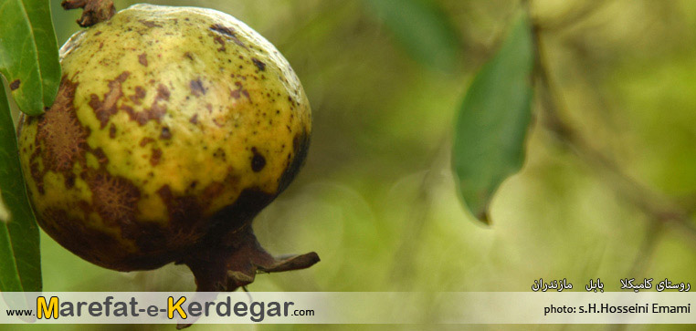 باغات انار ایران باغات انار ایران