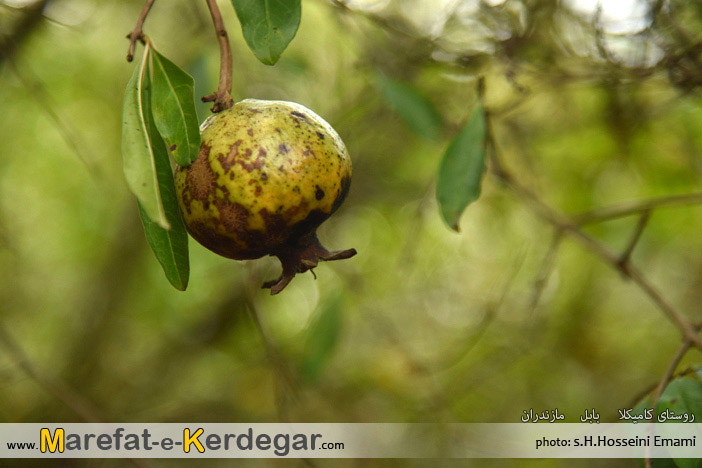 باغات انار مازندران باغات انار مازندران