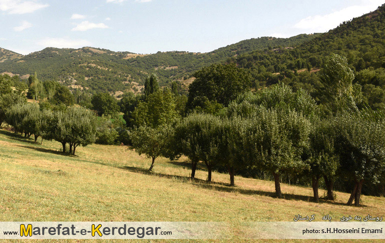 جنگل های بانه جنگل های بانه