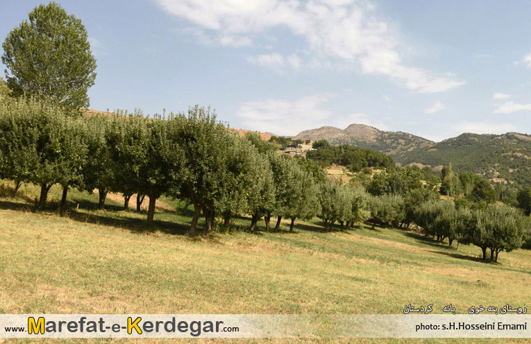 جنگل های بانه جنگل های بانه