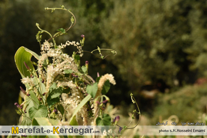 روستاگردی در استان کردستان