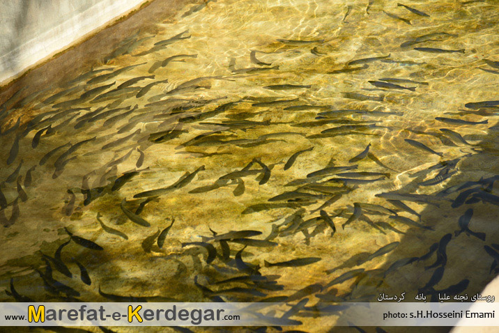 طبیعت بانه طبیعت بانه