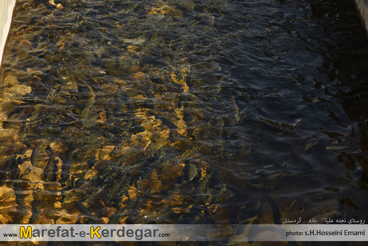 پرورش ماهی روستای نجنه علیا پرورش ماهی روستای نجنه علیا