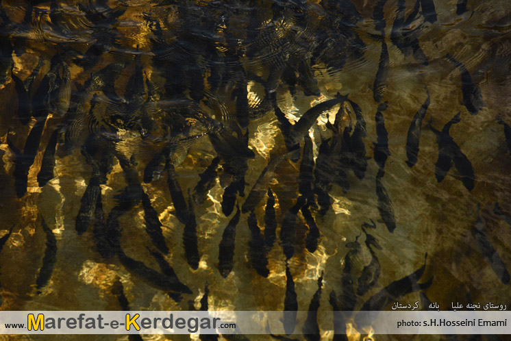 پرورش ماهی روستای نجنه علیا پرورش ماهی روستای نجنه علیا